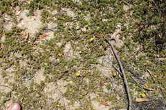 Aspalathus brevicarpa