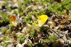 Aspalathus brevicarpa