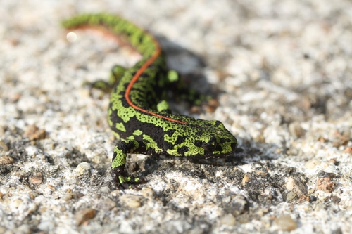 Marbled Newt, Château de Coët Caret, 44410 Herbignac, France, photo 5 of 10