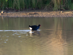 Porphyrio melanotus