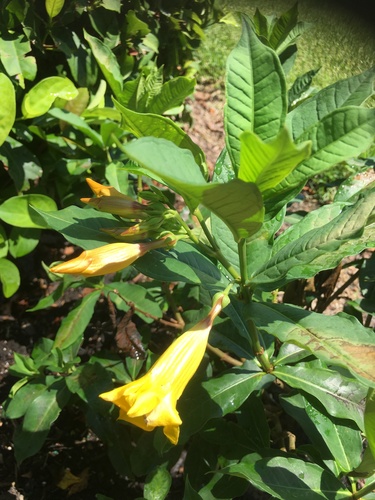Allamanda schottii