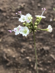 Commicarpus
