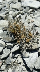 Lignocarpa carnosula