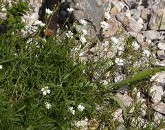 Cerastium furcatum