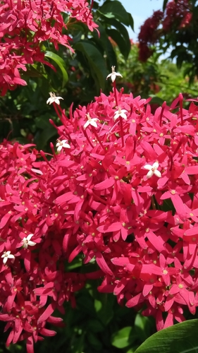 Paracarphalea kirondron