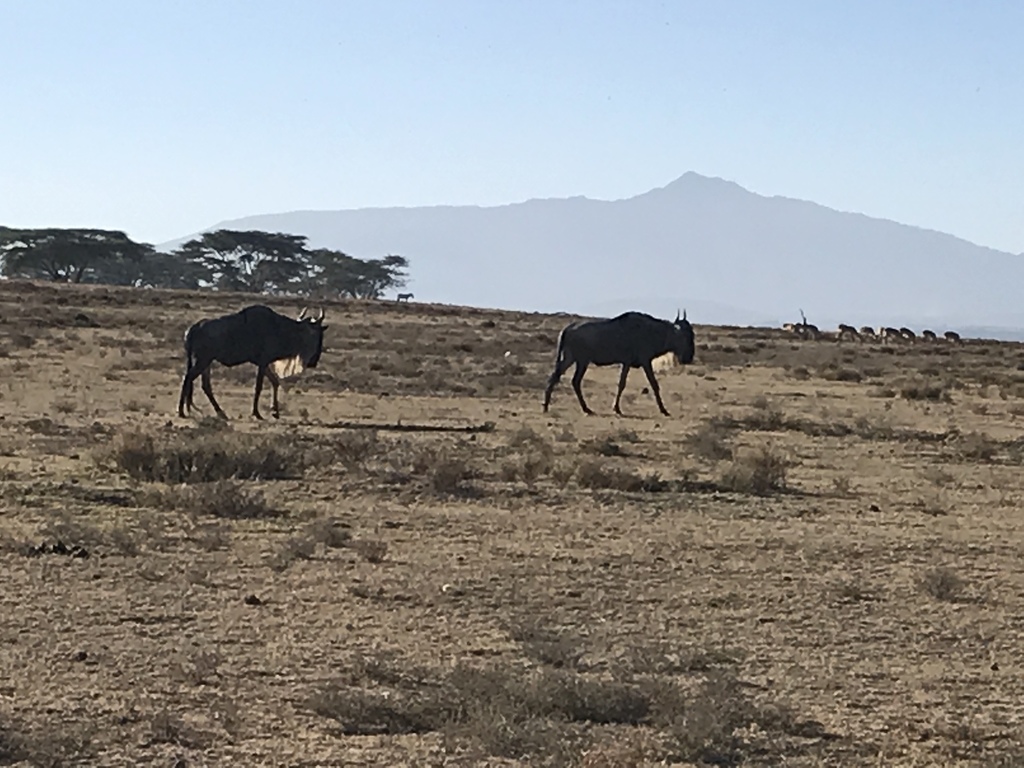 Connochaetes taurinus, Naivasha, KE-NK, KE, by lera