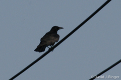 Corvus