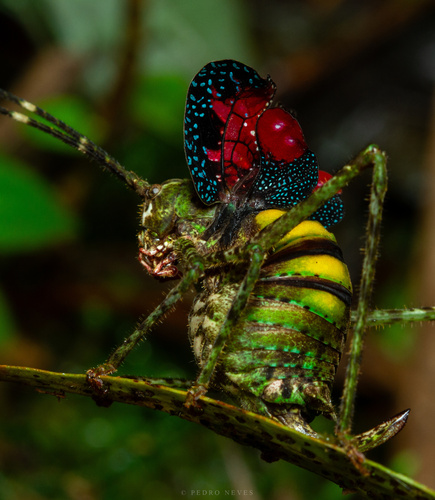 Tanusiella travassosi