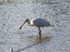 Platalea flavipes
