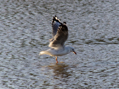 Chroicocephalus novaehollandiae
