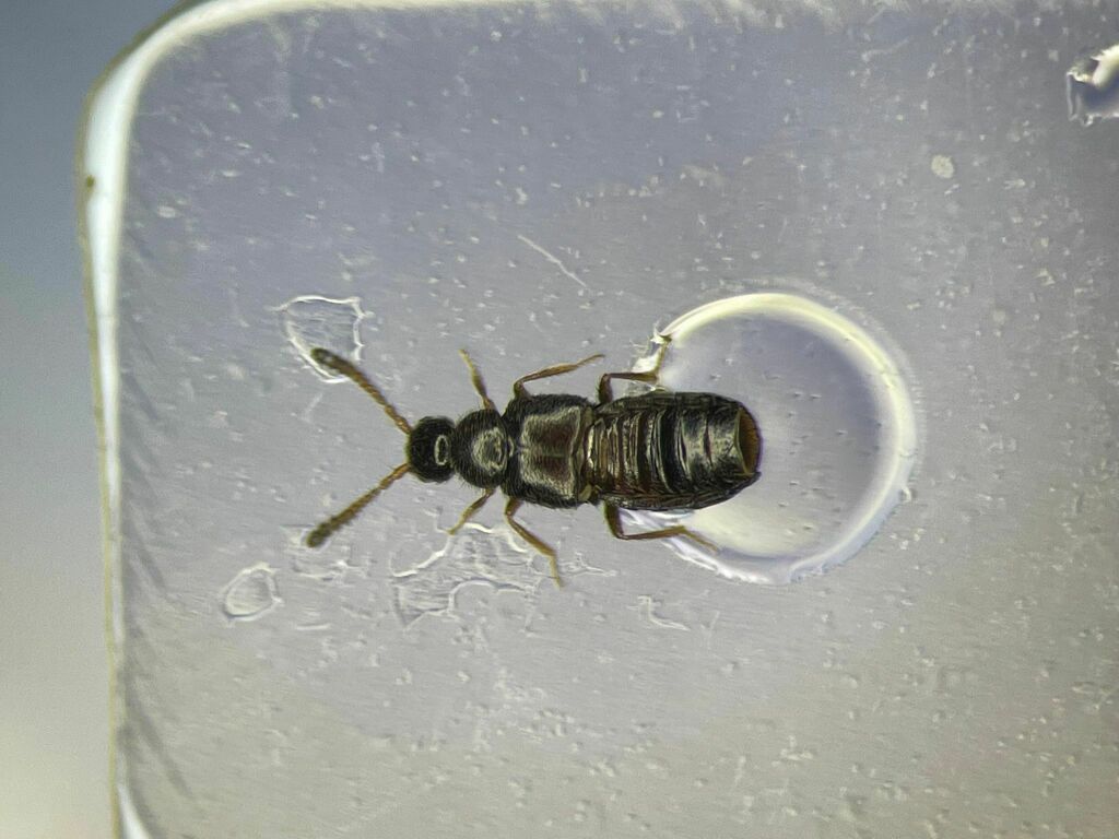Trichiusa hirsuta