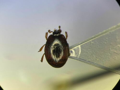 Phelister subrotundus