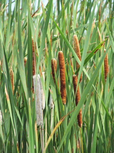 hybrid cattail
