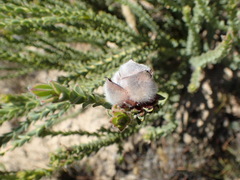 Leucadendron dubium
