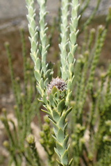 Leucadendron dubium