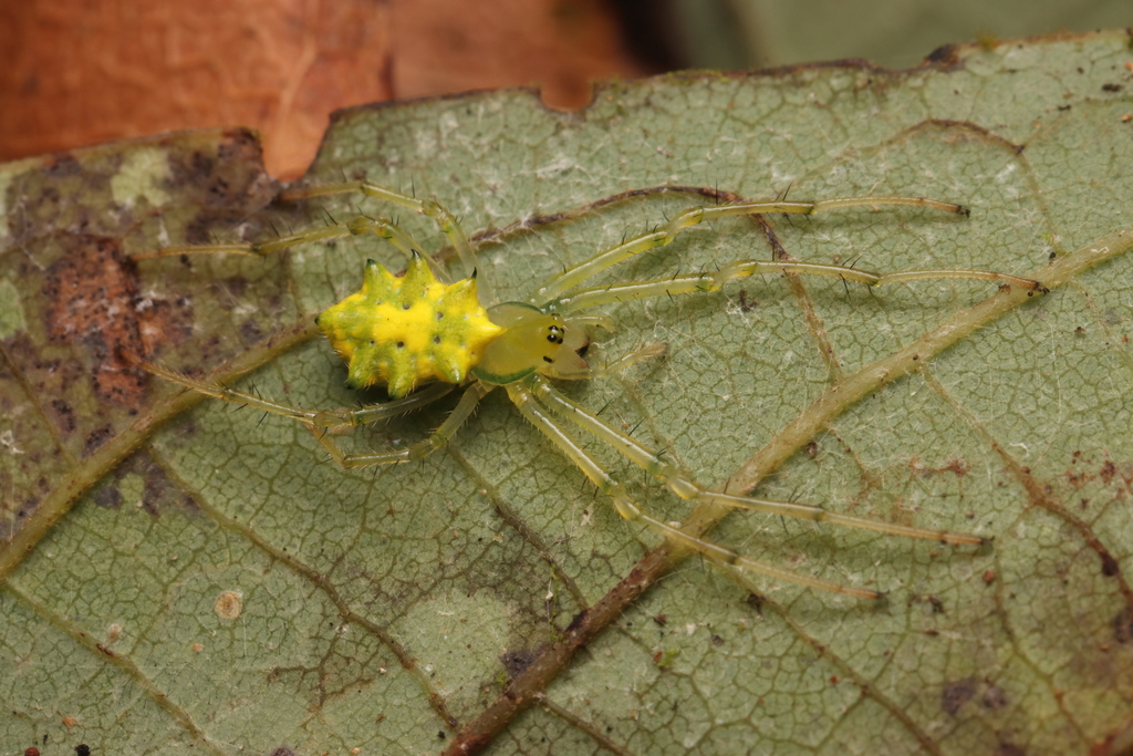 Alpaida octolobata