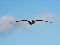 Pelecanus conspicillatus