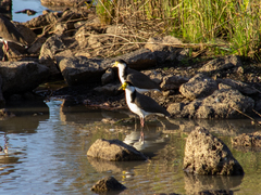 Vanellus miles novaehollandiae
