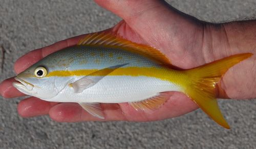 Yellowtail Snapper