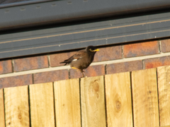 Acridotheres tristis