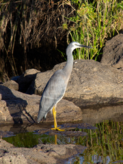 Egretta novaehollandiae