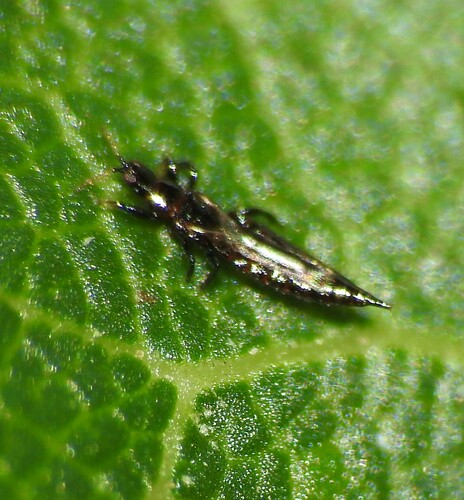Pear Thrips