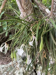 Brassavola nodosa image