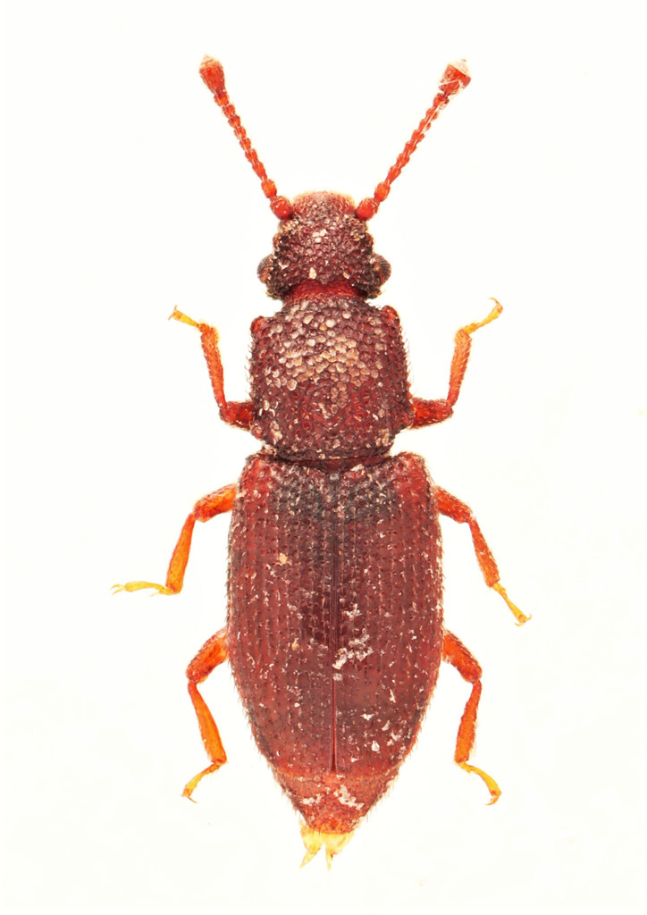 Monotoma americana