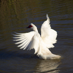 Cairina moschata domestica