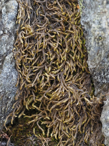 Pseudoleskea atricha