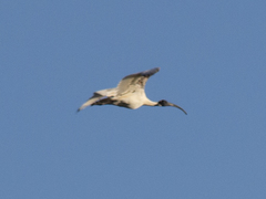Threskiornis molucca