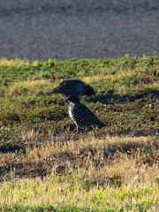 Sturnus vulgaris