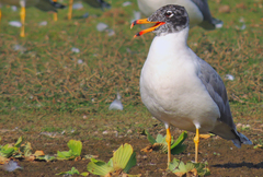Pallas's Gull photo 1