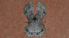 Pingasa cinerea