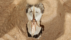 Pingasa cinerea