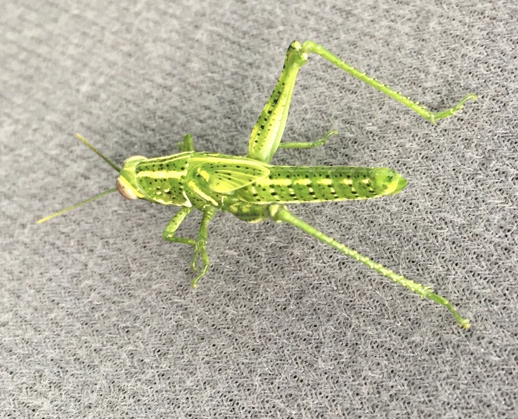 Florida Rosemary Grasshopper