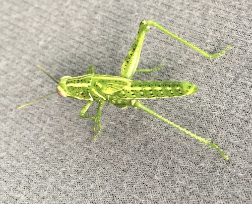 Florida Rosemary Grasshopper