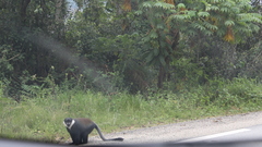 Allochrocebus lhoesti