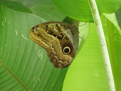 Caligo illioneus
