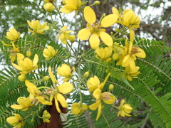 Cassiinae