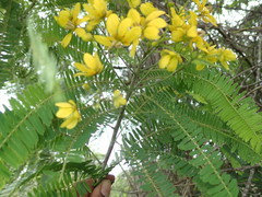 Cassiinae