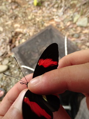 Heliconius melpomene