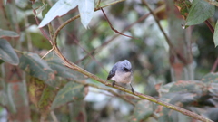 Elminia albicauda