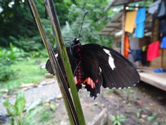 Parides childrenae