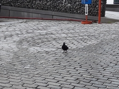 Columba livia domestica