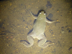Xenopus
