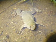Xenopus