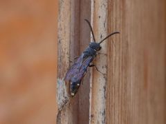 Sapyga quinquepunctata