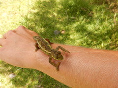 Trioceros sternfeldi