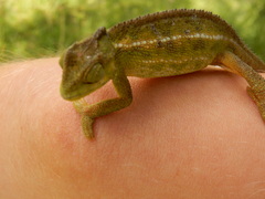 Trioceros sternfeldi